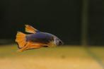 Kempvis mosterd man (Betta splendens), Dieren en Toebehoren, Vissen | Aquariumvissen, Vis, Zoetwatervis