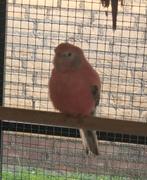 Te koop opaline pale fallow bourke man, Mannelijk, Parkiet, Geringd
