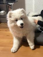 Maya, een mooi Samoyed teefje van 4 maanden., Dieren en Toebehoren, Rabiës (hondsdolheid), 15 weken tot 1 jaar, Overige rassen