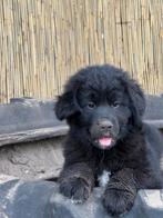 Newfoundlander pups kruising nog enkele pups  beschikbaar, 8 tot 15 weken, Groot, CDV (hondenziekte), Meerdere