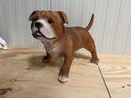 Bulldog beeld in het bruin met staart, Tuin en Terras, Tuinbeelden, Ophalen, Nieuw, Overige materialen, Dierenbeeld