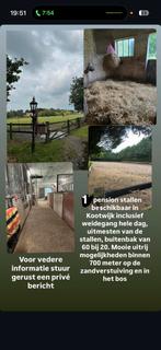 1 pesionstal, Dieren en Toebehoren, Stalling en Weidegang