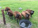 Gezocht: 2 blauwe texelaar ooien, Dieren en Toebehoren, Schapen, Geiten en Varkens, Vrouwelijk, Schaap, 0 tot 2 jaar