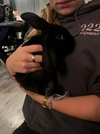 Hangoor konijntjes mannetjes, Dieren en Toebehoren, Konijnen, Mannelijk, Hangoor