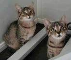 2 LIEVE ZUSJES GEWAAGD AAN ELKAAR ZOEKEN HUIS MET PERSONEEL, Dieren en Toebehoren, Katten en Kittens | Overige Katten, Meerdere dieren