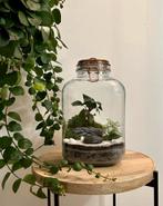 Ecosysteem met lampje. Mini bonsai met Fittonia & bolmos, Minder dan 50 cm, Nieuw, Glas, Ophalen