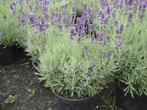 mooie grote Lavendel te koop, Volle zon, Vaste plant, Zomer, Ophalen