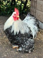 Cochin haantje kriel, Dieren en Toebehoren, Mannelijk, Kip