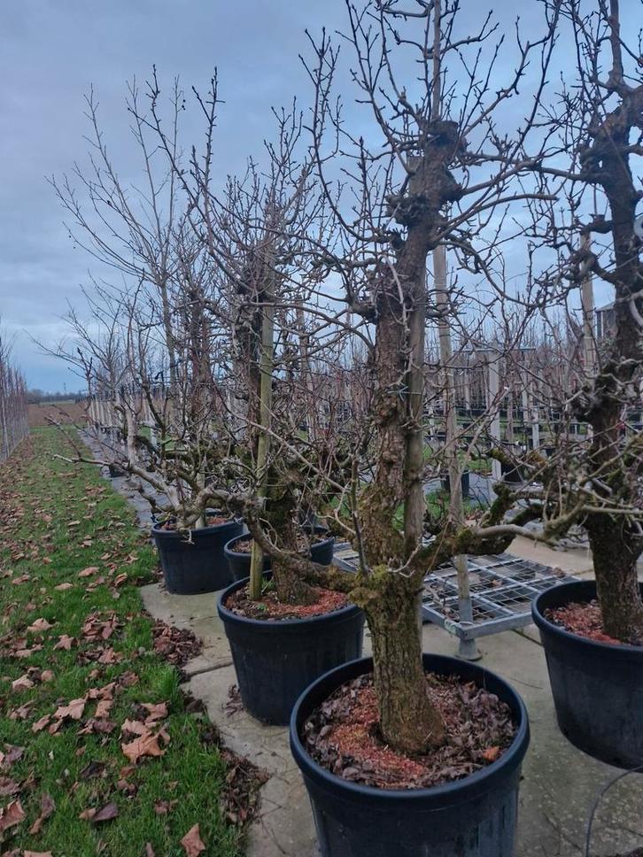 Oude Perenboom in Pot, Tuin en Terras, Planten | Fruitbomen, Ophalen of Verzenden