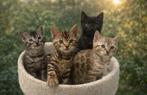 Bengaal kittens ,getest en met stamboom, Dieren en Toebehoren, Meerdere dieren, Gechipt, 0 tot 2 jaar