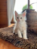 Geweldig kosthuis gezocht voor katertje, Dieren en Toebehoren, Katten en Kittens | Raskatten | Langhaar, Kater, Gechipt, 0 tot 2 jaar