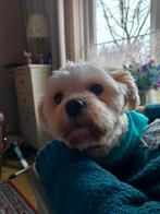 Gezocht maatje voor mijn boomertje, 1 tot 2 jaar, Teef, Eén hond, Nederland