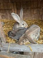 Vlaamse reuzen, Dieren en Toebehoren, Konijnen, Geslacht onbekend, Groot