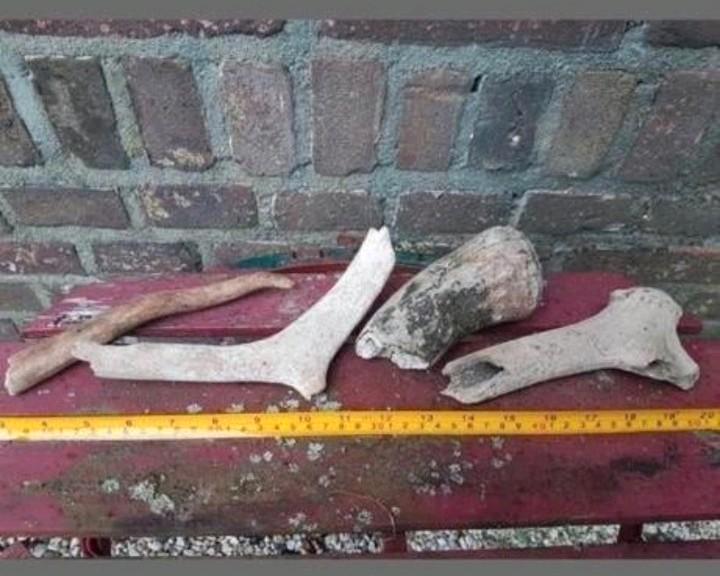 Fossiele geweien gewei delen rendier reuzenhert Pleistoceen, Verzamelen, Mineralen en Fossielen, Fossiel, Ophalen of Verzenden