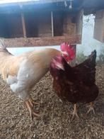 Legkip leghen broed eieren ook kleuren legger, Dieren en Toebehoren, Pluimvee, Vrouwelijk, Kip