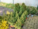 Picea glauca conica, Tuin en Terras, Overige soorten, Minder dan 100 cm, Struik, Ophalen