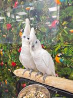 Jonge kaketoe’s, Meerdere dieren, Papegaai, Pratend