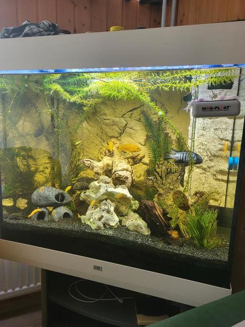 Juwel lido 200, Dieren en Toebehoren, Vissen | Aquaria en Toebehoren, Gebruikt, Gevuld zoetwateraquarium, Ophalen