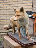 Opgezette vos uit 1978, taxidermie dier, vintage, Verzamelen, Dierenverzamelingen, Ophalen of Verzenden