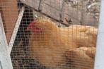 Buff Orpington haan, Dieren en Toebehoren, Mannelijk, Kip