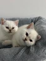 Witte britse korthaar kittens, Dieren en Toebehoren, Katten en Kittens | Raskatten | Korthaar, Meerdere dieren, Ontwormd, 0 tot 2 jaar