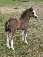A-WELSH PONY'S TE KOOP. WELSH., Dieren en Toebehoren, Pony's, 0 tot 2 jaar, A pony (tot 1.17m), Onbeleerd, Meerdere dieren