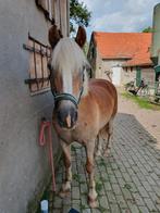 Lieve haflinger dame zoekt fijn huis, Dieren en Toebehoren, Pony's, Merrie, Recreatiepony