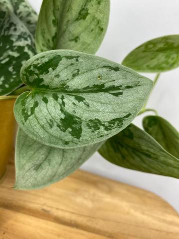 Scindapsus Pictus Silvery Ann beschikbaar voor biedingen