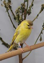 Europese sijzen gezocht, Dieren en Toebehoren, Meerdere dieren, Wildzangvogel