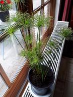 Parapluplant zonder bestrijdingsmiddelen opgekweekt., Ophalen of Verzenden, Overige soorten, Minder dan 100 cm
