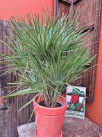 Chamaerops humilis p24 (1), Huis en Inrichting, Kamerplanten, Ophalen of Verzenden, Halfschaduw, Minder dan 100 cm
