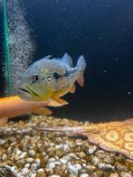 Cichla intermedia 30 cm, Vis, Zoetwatervis, Schoolvis