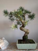 Pinus Sylvestris bonsai, Bloeit niet, Halfschaduw, Minder dan 100 cm, Overige soorten