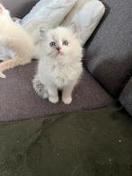 Ragdoll kittens met stamboom, Meerdere dieren, Ontwormd