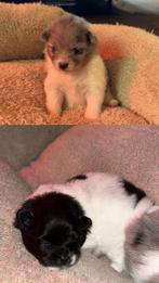 Prachtige Pomeriaan pups reu/teefje, Dieren en Toebehoren, 8 tot 15 weken, Meerdere, Nederland, Particulier