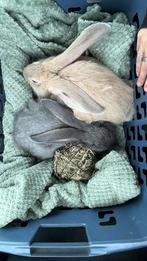 Duitse Reuzen, zoeken nieuw baasje, Dieren en Toebehoren, Konijnen, Meerdere dieren, Groot, 0 tot 2 jaar