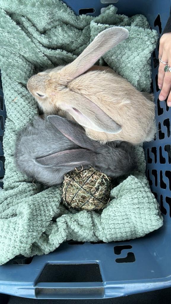 Duitse Reuzen, zoeken nieuw baasje, Dieren en Toebehoren, Konijnen, Groot, Meerdere dieren, 0 tot 2 jaar