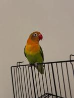 Twee lieve jonge agapornissen, Dieren en Toebehoren, Vogels | Parkieten en Papegaaien, Geslacht onbekend, Dwergpapegaai of Agapornis