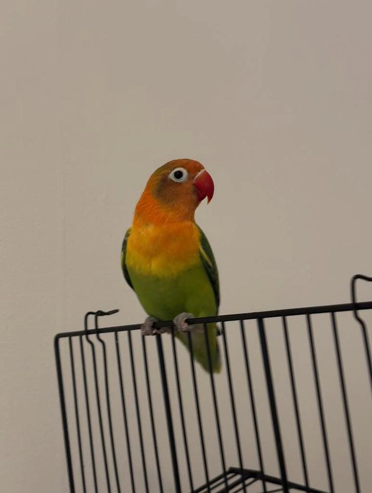 Twee lieve jonge agapornissen, Dieren en Toebehoren, Vogels | Parkieten en Papegaaien, Dwergpapegaai of Agapornis, Geslacht onbekend