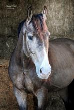 Knappe kwpn valk ruin met Stamboom, Dieren en Toebehoren, Paarden, Ruin, Dressuurpaard