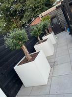 3 olijfbomen in stalen bloempotten plantenpotten plantenbak, Tuin en Terras, Bloembakken en Plantenbakken, Ophalen, Vierkant, Zo goed als nieuw