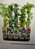 Bessen, frambozen,druifen, bramen, kiwi, cranberry, Ophalen, Overige soorten, Volle zon