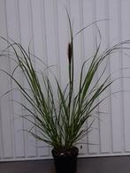 siergras Pennisetum red head, Tuin en Terras, Planten | Tuinplanten, Ophalen, Zomer, Vaste plant, Siergrassen