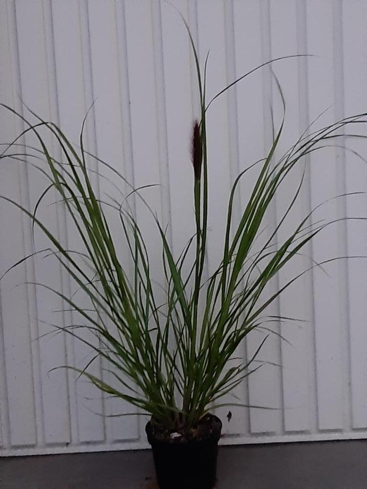 siergras Pennisetum red head, Tuin en Terras, Planten | Tuinplanten, Vaste plant, Siergrassen, Zomer, Ophalen