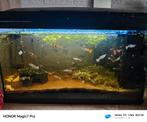 Compleet aquarium, Ophalen, Zo goed als nieuw, Gevuld zoetwateraquarium