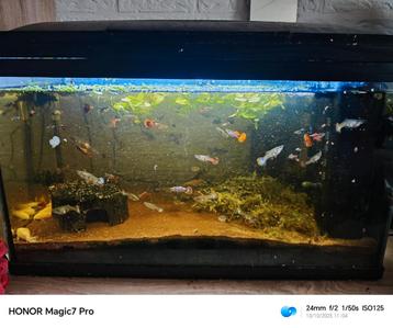 Compleet aquarium  beschikbaar voor biedingen
