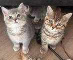 Originele britse korthaar kittens/ 2 katertjes beschikbaar, Dieren en Toebehoren, Kater, Ontwormd, 0 tot 2 jaar