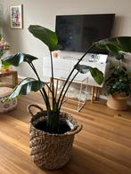 Planten, Ophalen of Verzenden, Halfschaduw, Minder dan 100 cm