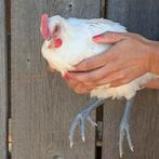 Poule de Bresse, Mannelijk, Kip