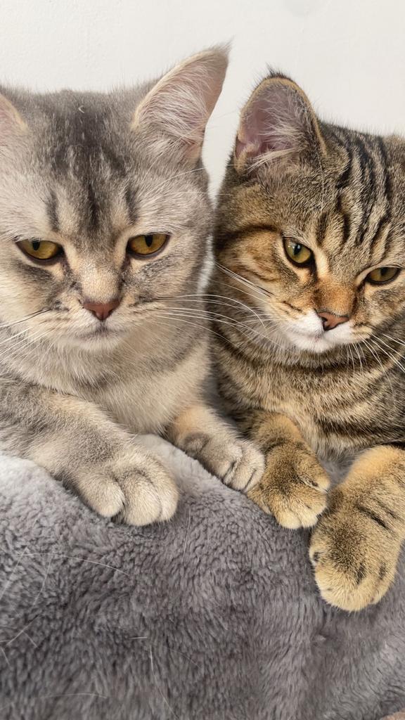 Britse korthaar, Dieren en Toebehoren, Katten en Kittens | Overige Katten, Meerdere dieren